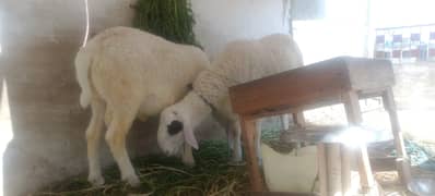 Sheep/ dumba larkana for sale 0