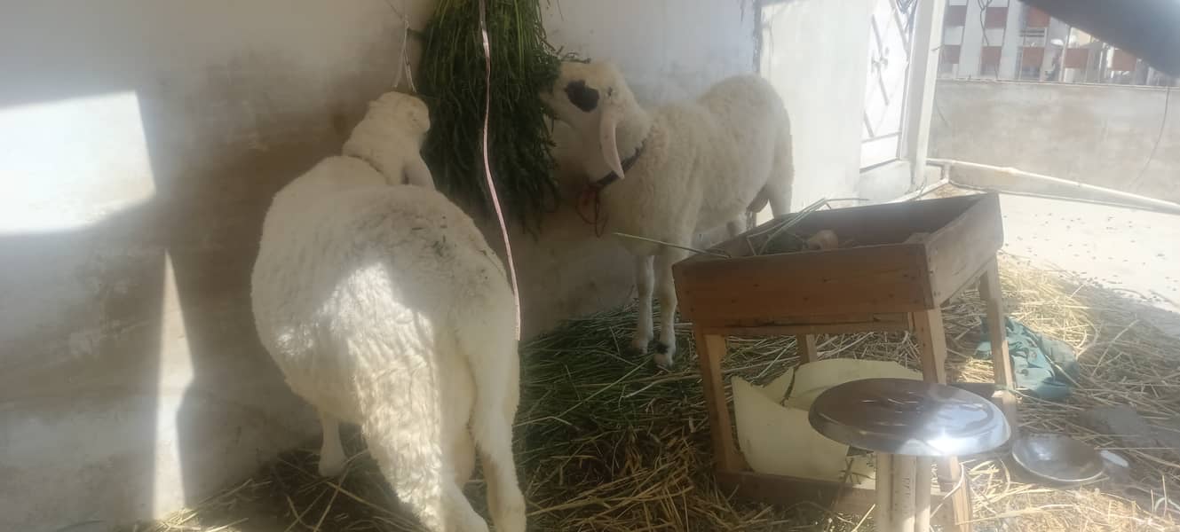 Sheep/ dumba larkana for sale 1