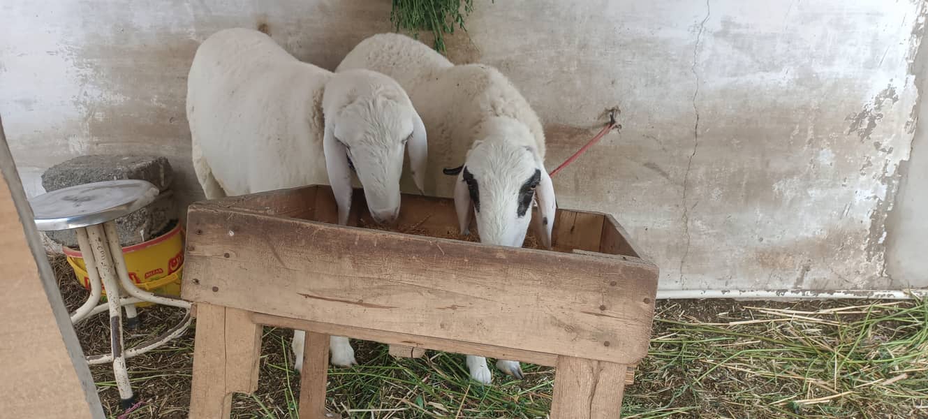 Sheep/ dumba larkana for sale 2