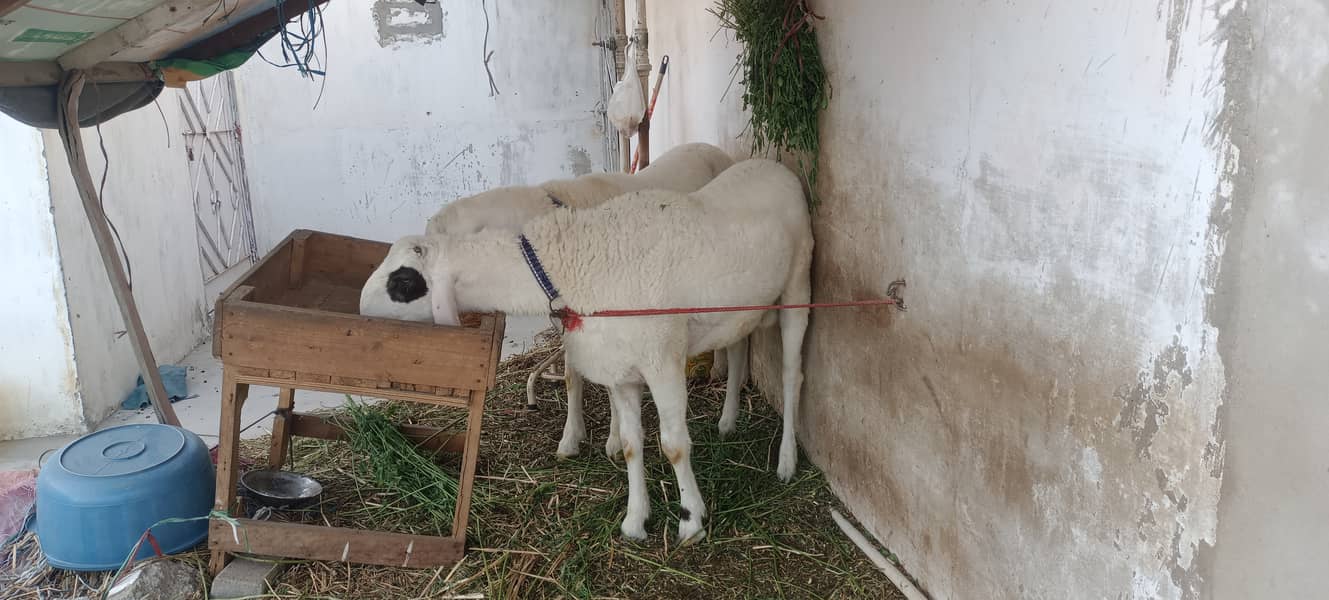 Sheep/ dumba larkana for sale 3