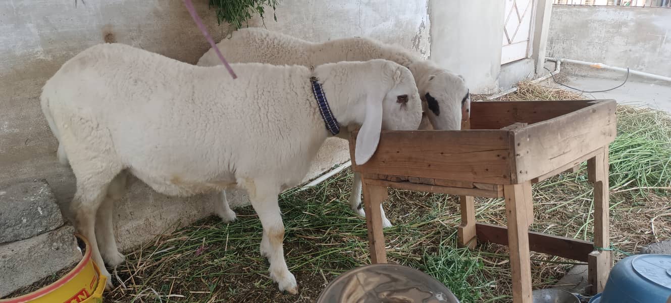 Sheep/ dumba larkana for sale 5