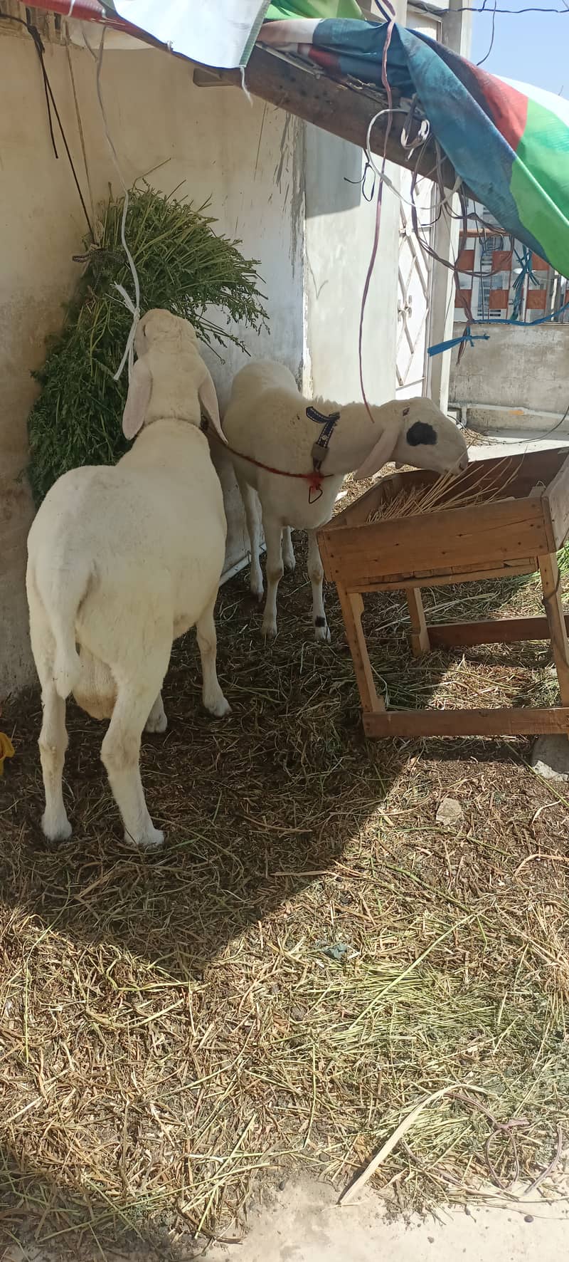 Sheep/ dumba larkana for sale 6