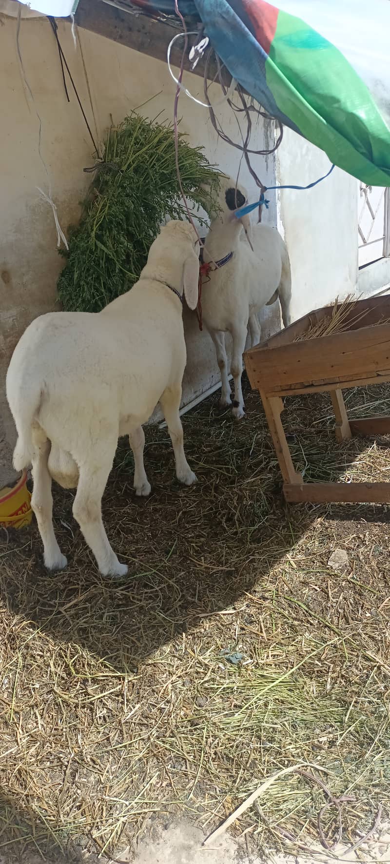 Sheep/ dumba larkana for sale 7