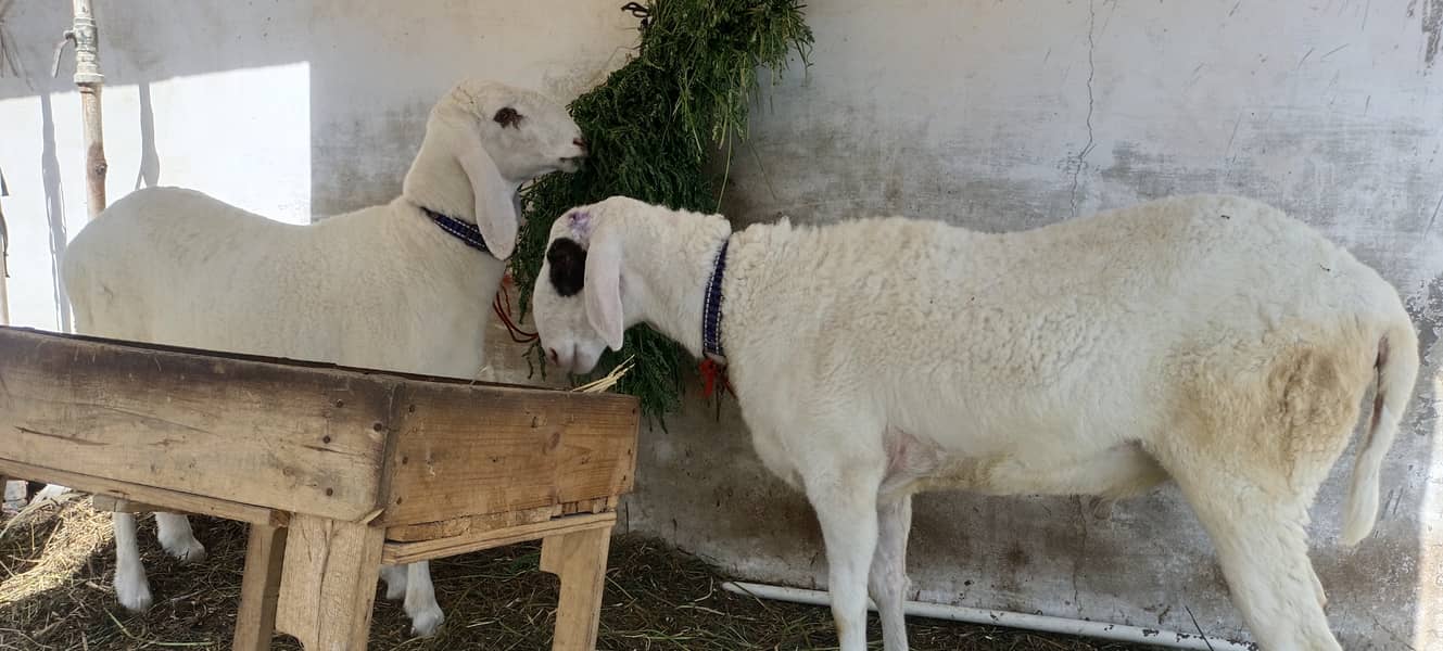 Sheep/ dumba larkana for sale 8
