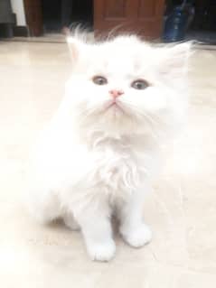 White and Fawn Persian Male Kitten