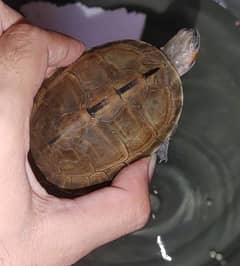 turtle for sale only new condition 0