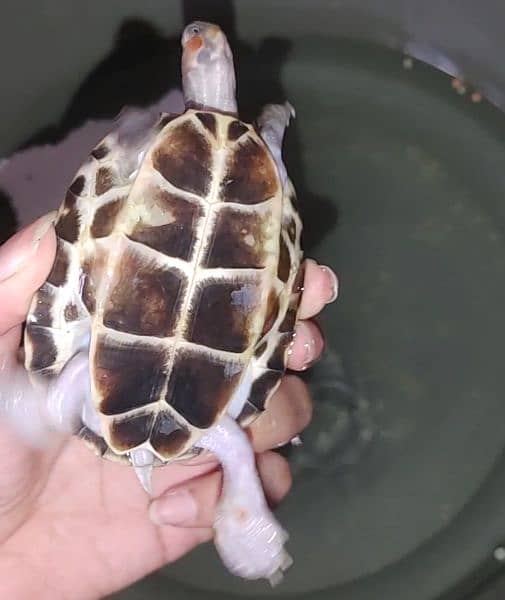 turtle for sale only new condition 1
