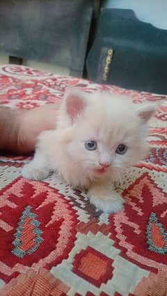 Persian kitten tripple coated 0