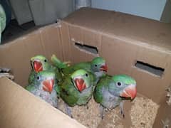 Near to Self Pahari Raw Parrot Chicks Available Contact 03362838259
