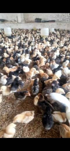 golden misri chicks in bulk