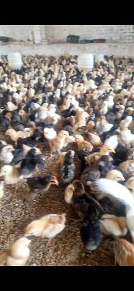 golden misri chicks in bulk 0