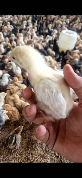 golden misri chicks in bulk 1