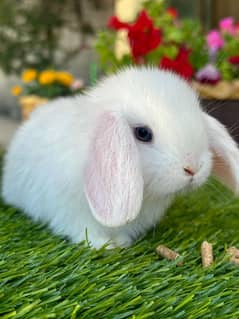 Fancy Rabbit Bunnies for sale