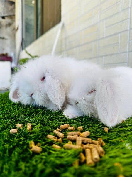 Fancy Rabbit Bunnies for sale 12
