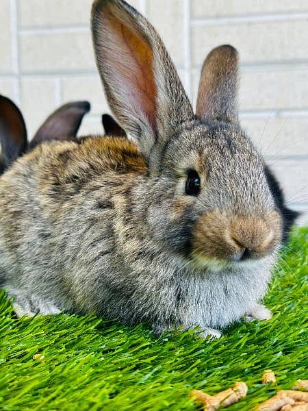 Fancy Rabbit Bunnies for sale 13