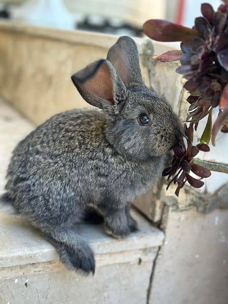Fancy Rabbit Bunnies for sale 15