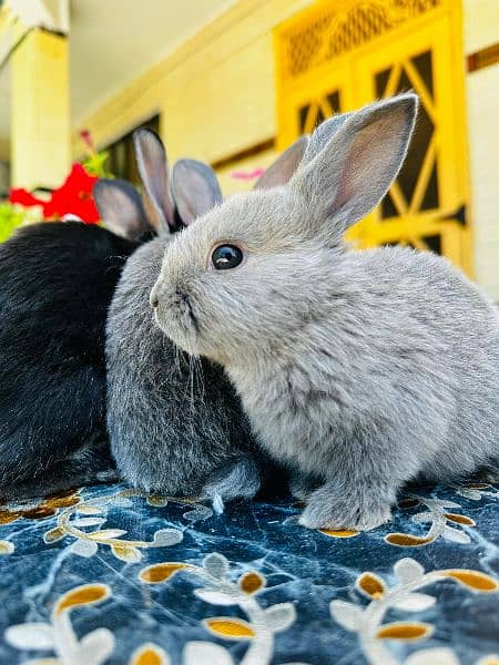 Fancy Rabbit Bunnies for sale 14