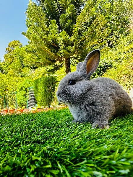 Fancy Rabbit Bunnies for sale 16