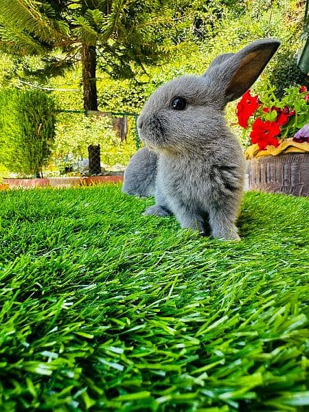 Fancy Rabbit Bunnies for sale 18