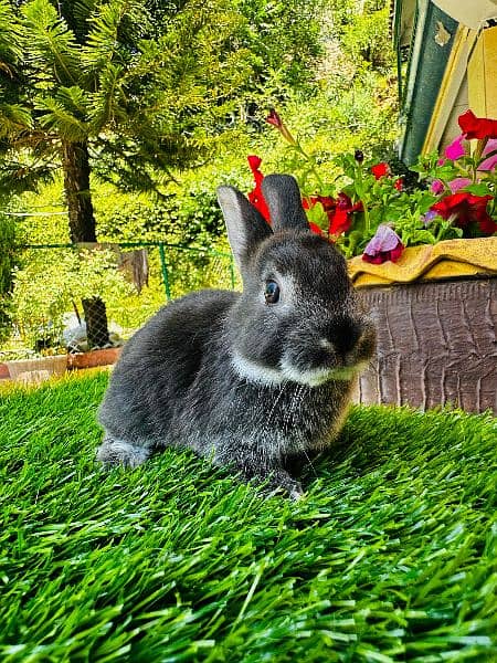 Fancy Rabbit Bunnies for sale 19