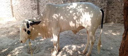 Gulaabi bull for sale