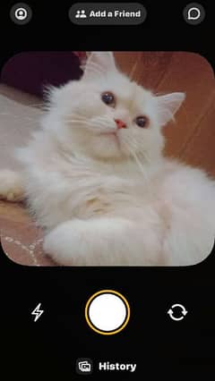 white Persian breeder cat urgent selling