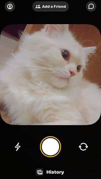 white Persian breeder cat urgent selling 2