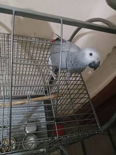 African Grey 6 month 0