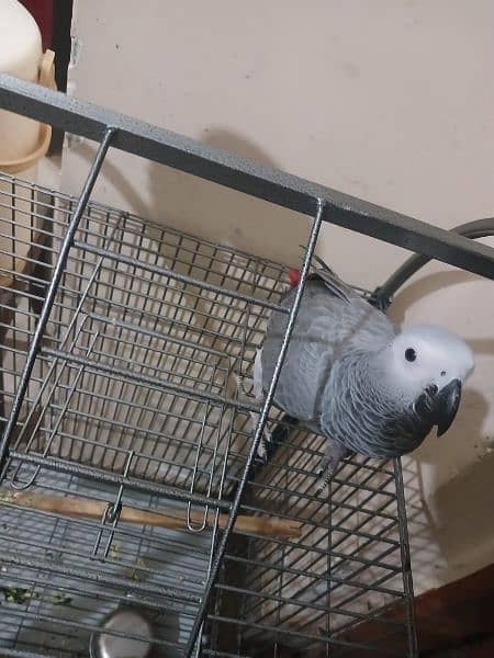 African Grey 6 month 1