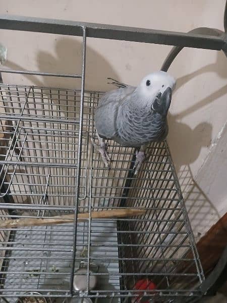 African Grey 6 month 2