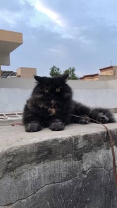 Black/Golden Pure Persian Cat