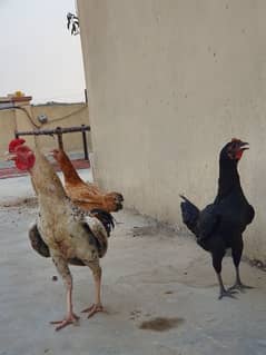 1 Aseel Cock & 2 Hens for sale (laying eggs)