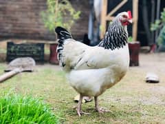 sussex Hen for sale