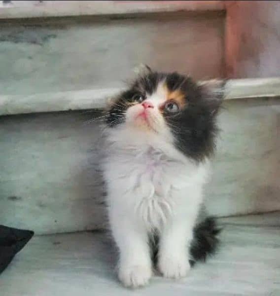 Persian kittens available for sale 0