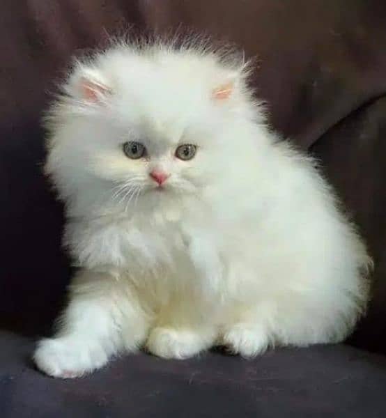 Persian kittens available for sale 3