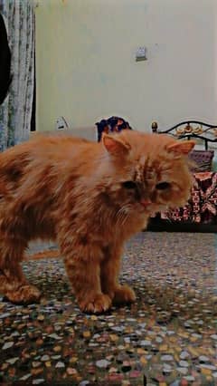male persian cat in log cout only serious person contacts please