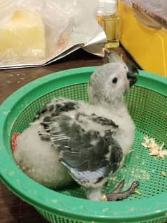 Africa grey Parrot baby for sale
