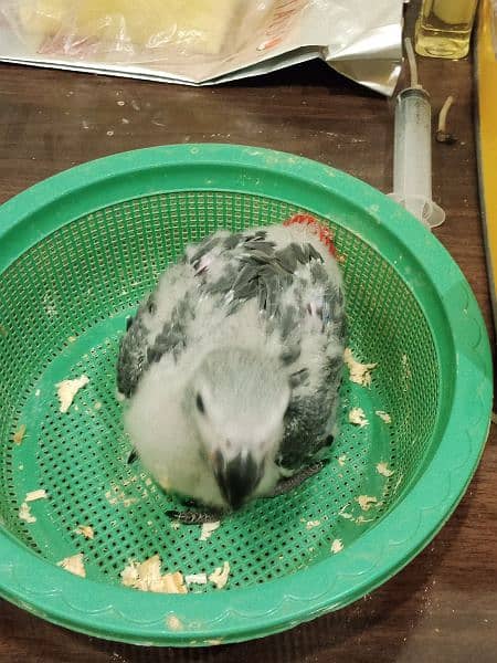 Africa grey Parrot baby for sale 1