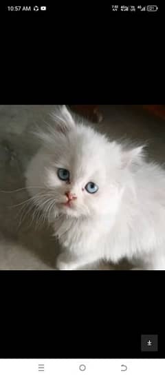 Pure Persian kitten  Blue eyes pink nose triple coat long coat