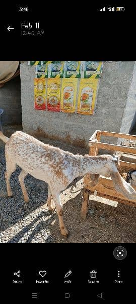 Makhi Cheeni Goat for Sale 0