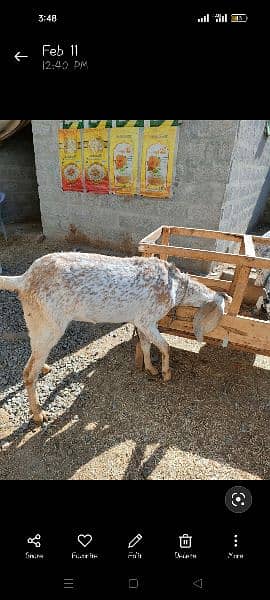 Makhi Cheeni Goat for Sale 1