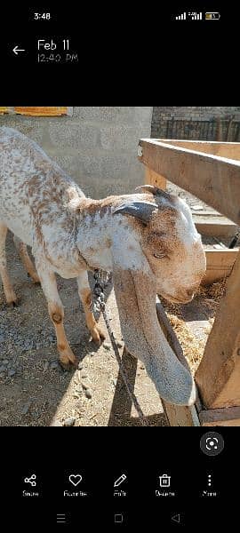 Makhi Cheeni Goat for Sale 2