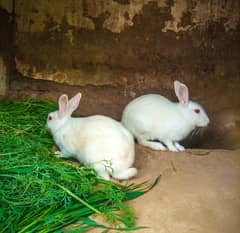 Rabbits red eyes  Male and Female
