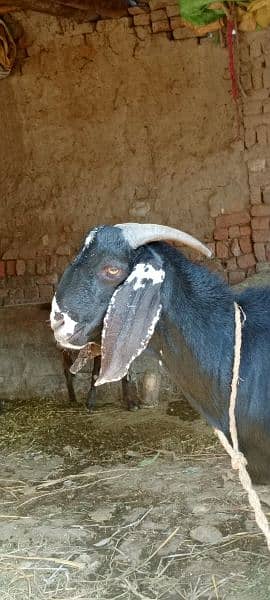 goat / goat for sale / bakra /  balck goat 6