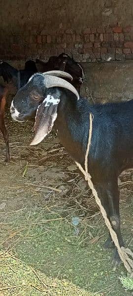 goat / goat for sale / bakra /  balck goat 15