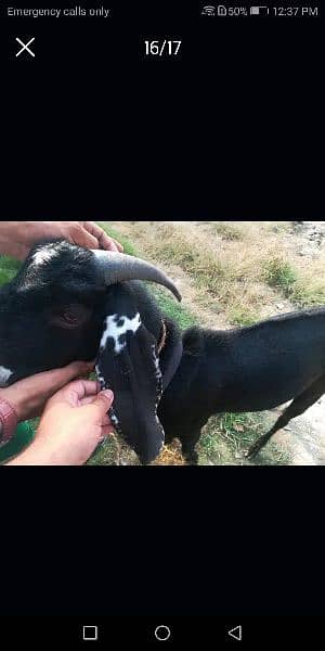 goat / goat for sale / bakra /  balck goat 5