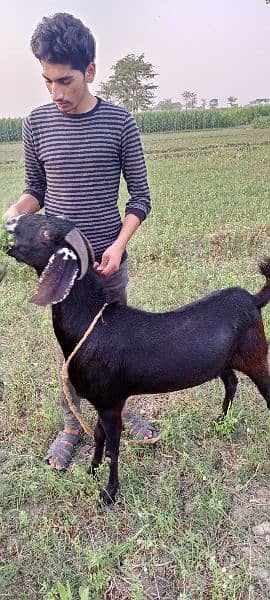 goat / goat for sale / bakra /  balck goat 7