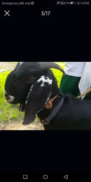 goat / goat for sale / bakra /  balck goat 9