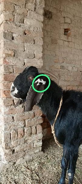 goat / goat for sale / bakra /  balck goat 10