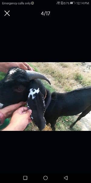 goat / goat for sale / bakra /  balck goat 11